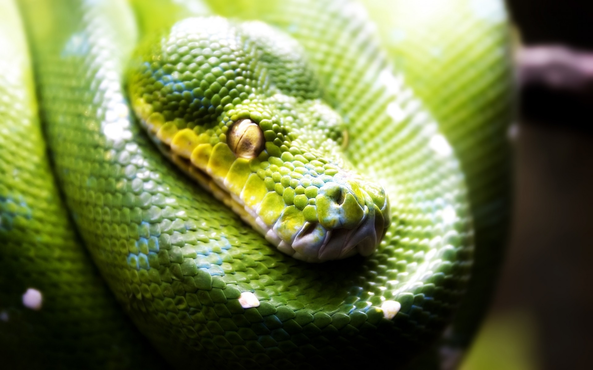 reptilien und frösche schlange gazoo boa python tierwelt gift viper natur exotisch vene haustier zoologie tier gleiten skala herpetologie raubtier gefahr biologie