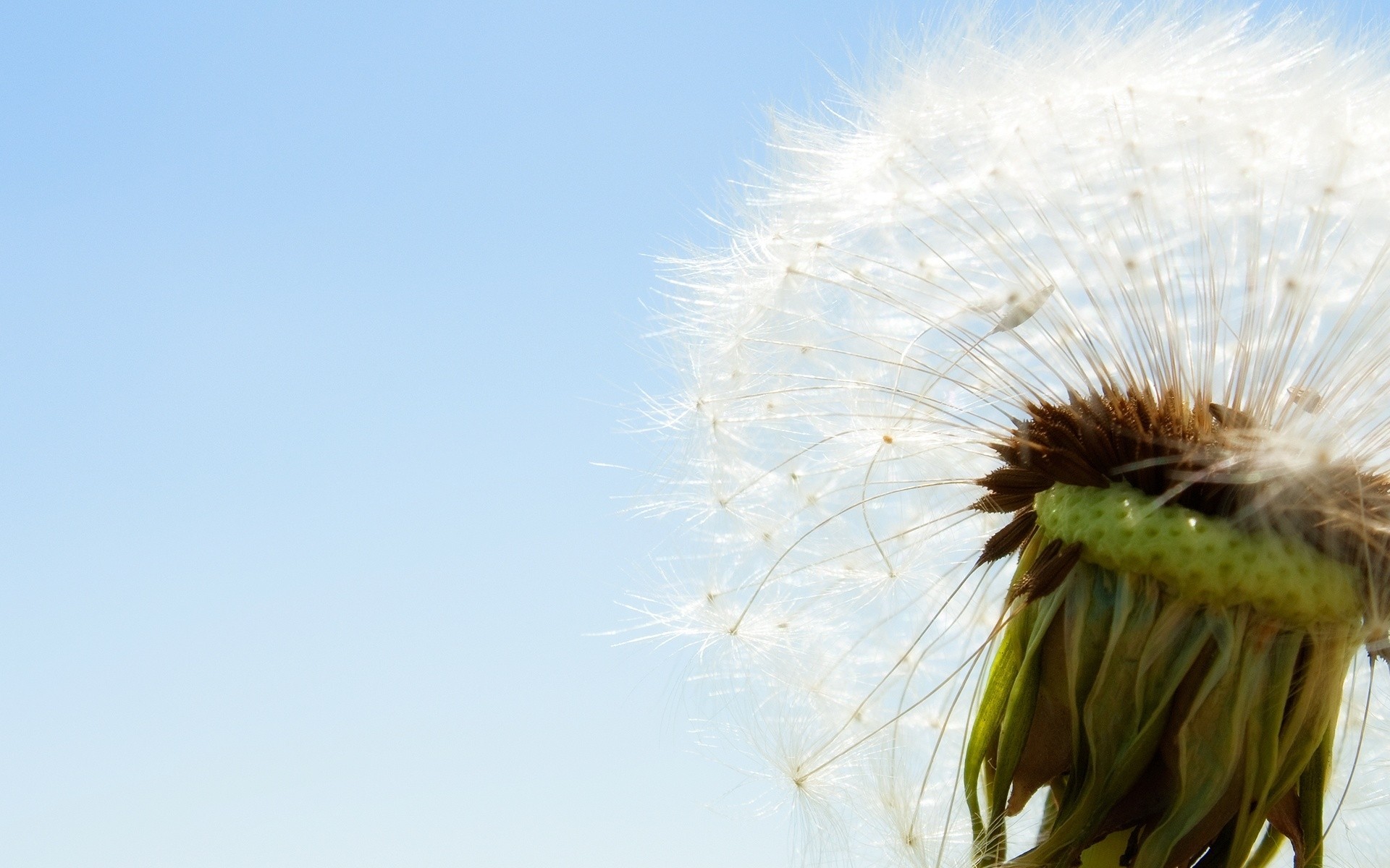 kwiaty natura mniszek lekarski lato kwiat flora niebo wzrost na zewnątrz zbliżenie dół trawa nasiona kolor słońce pole wiatr