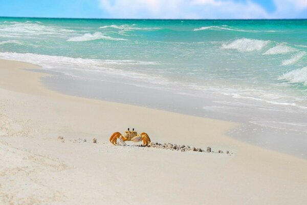 Cangrejo en la arena junto al mar