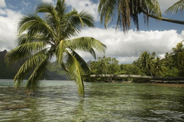 Tropischer Strand. Palme über dem Wasser