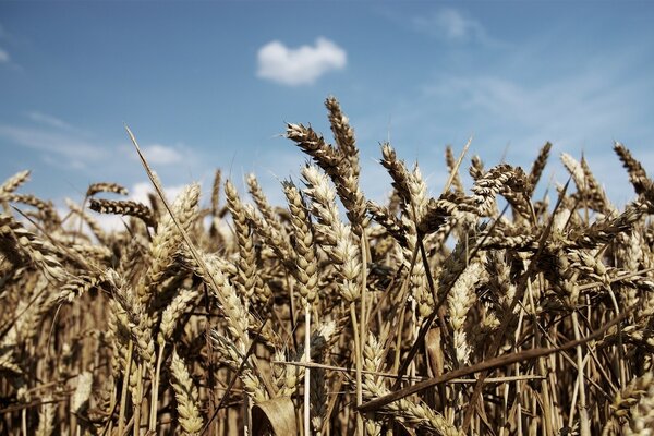 Die Ähren des Weizens im Feld vor dem Hintergrund des Himmels