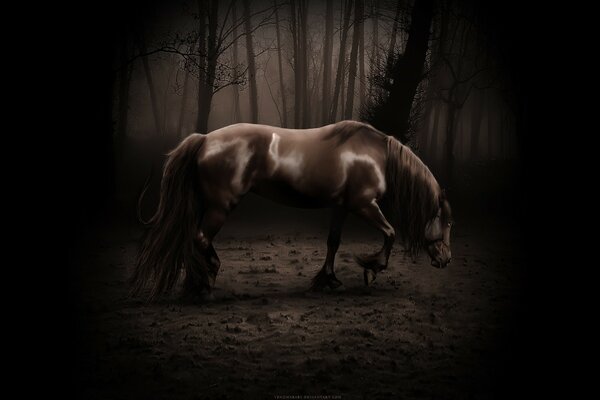 Caballo negro en el bosque oscuro