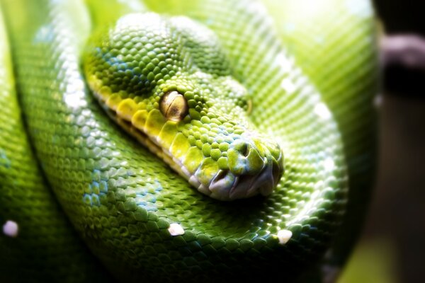 La serpiente verde se prepara para dormir