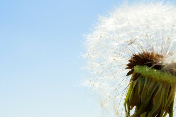 So zerbrechlich und luftig. Pusteblume