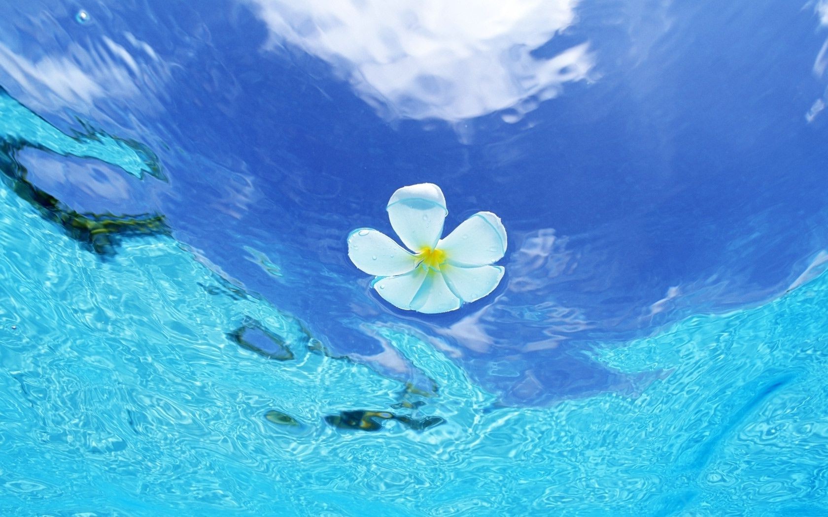 White Flower On Blue Water Phone Wallpapers