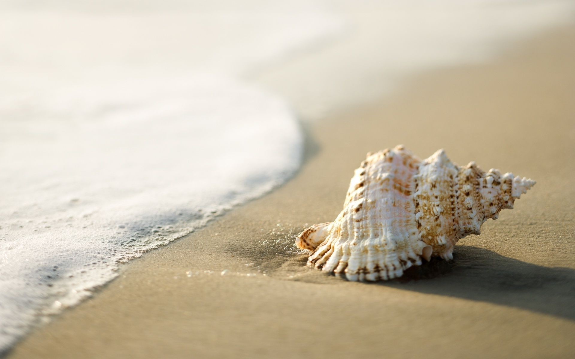 sea and ocean beach sand seashore seashell sea shell ocean water vacation shore starfish travel seaside summer tropical conch nature marine shellfish