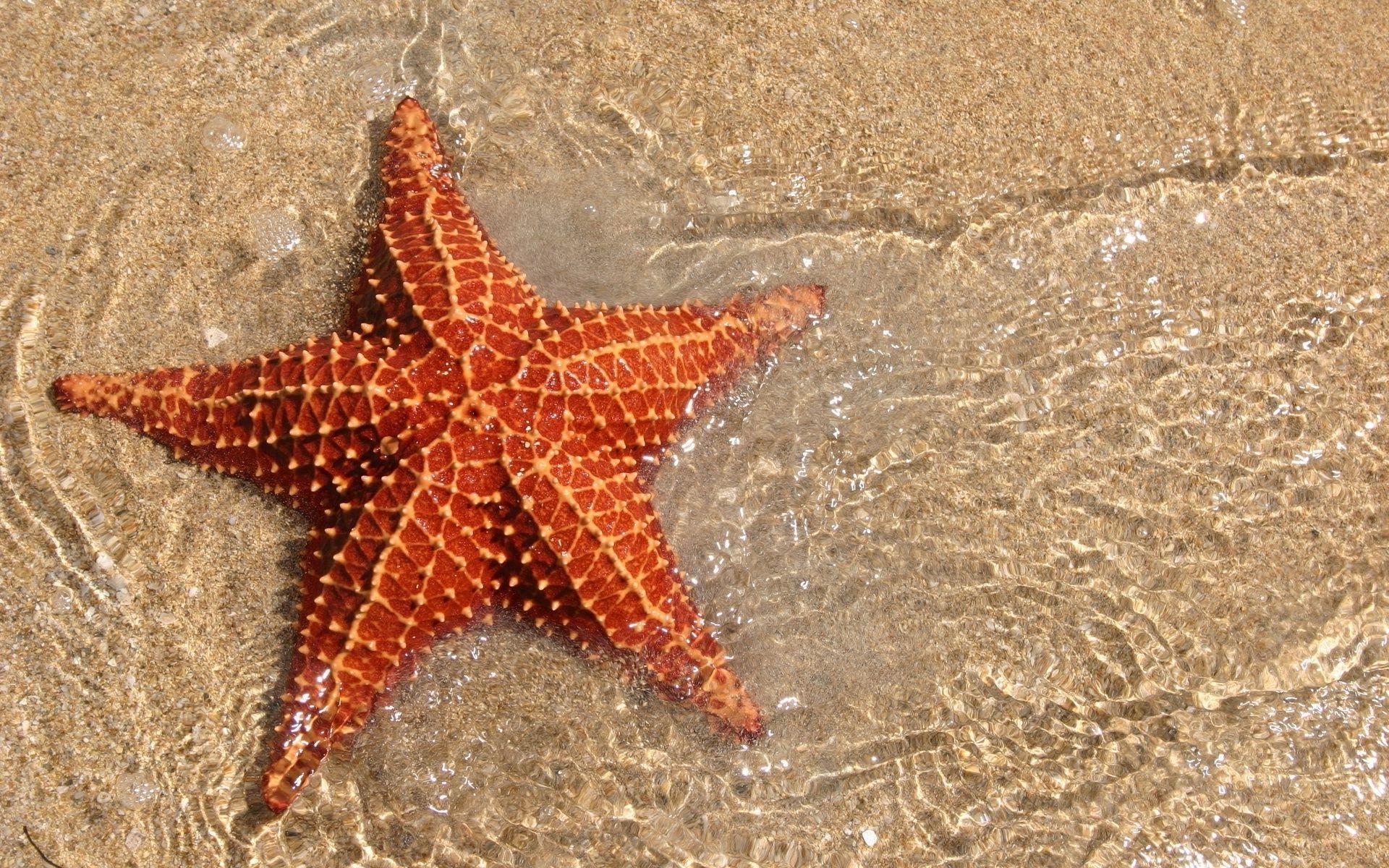 meer und ozean seestern sand strand meer meer nadelhäute ozean tropisch natur schale urlaub wirbellose muscheln wasser sommer desktop meer ufer reisen