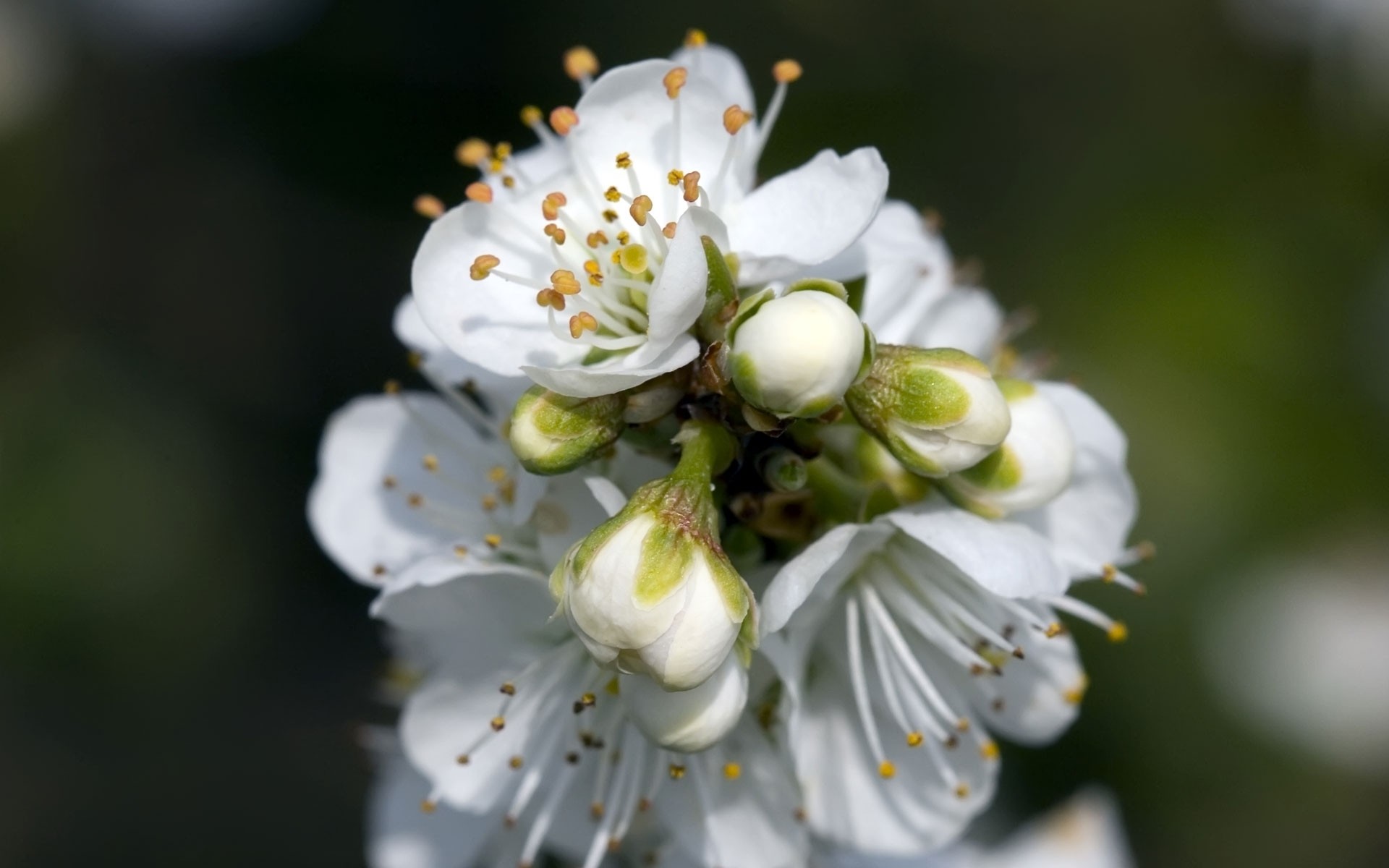 kwiaty kwiat jabłko natura wiśnia flora kolego płatek drzewo liść bluming oddział na zewnątrz ogród plum kwiatowy wzrost lato pyłek delikatny