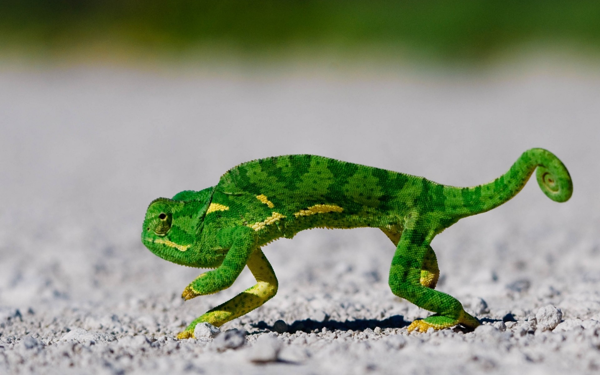 gady i żaby gadzina jaszczurka natura dzika przyroda zwierzę płazów żaba liść kameleon środowisko na zewnątrz gekko kolor jeden