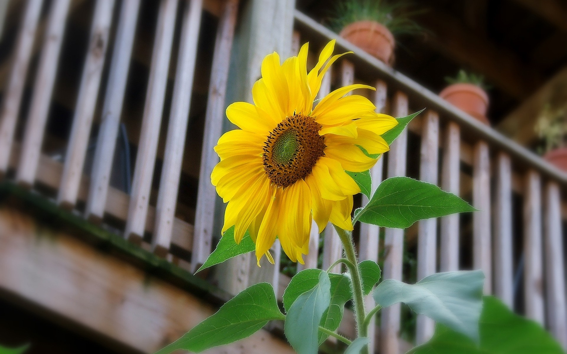 flowers flower nature flora leaf summer garden growth color outdoors bright