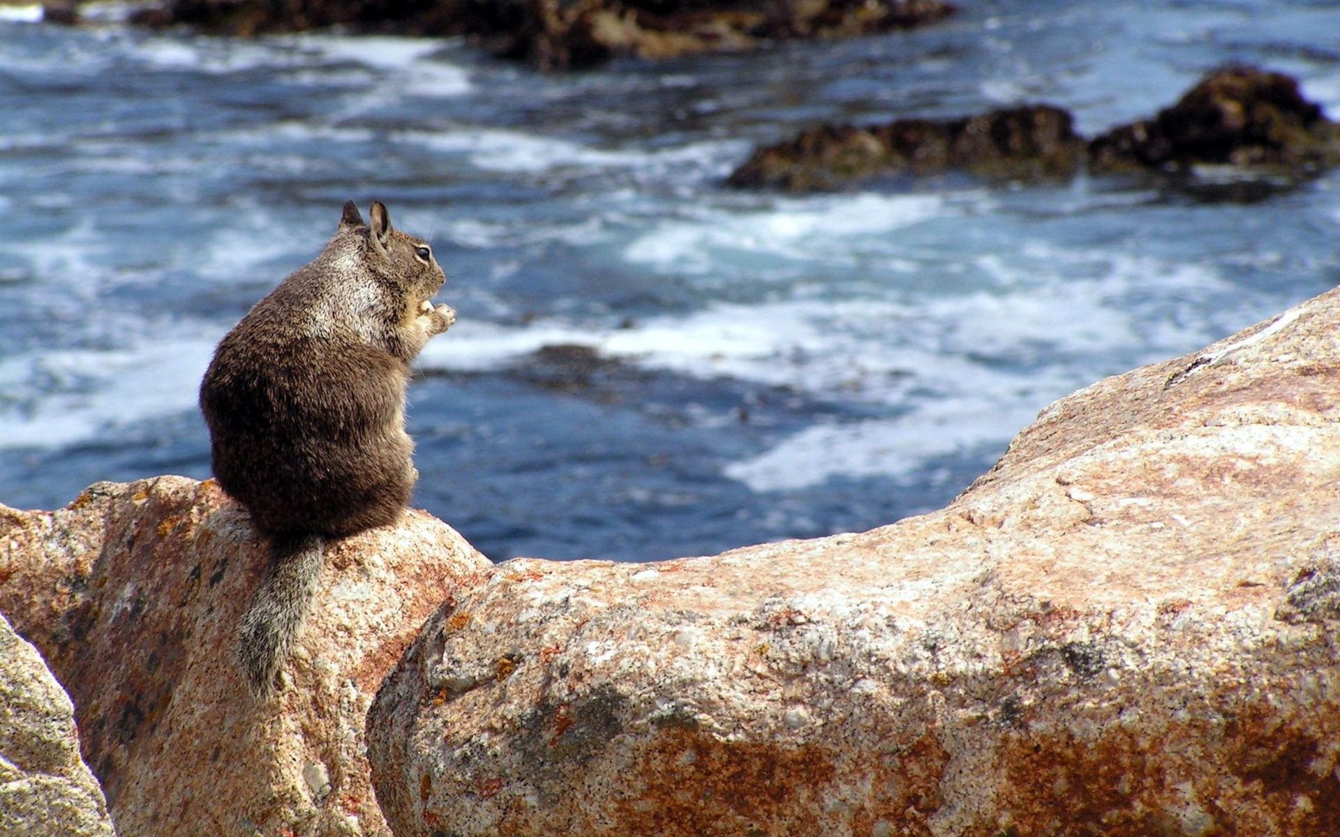 animals water nature rock outdoors seashore wildlife travel sea mammal cold stone wild squirrel