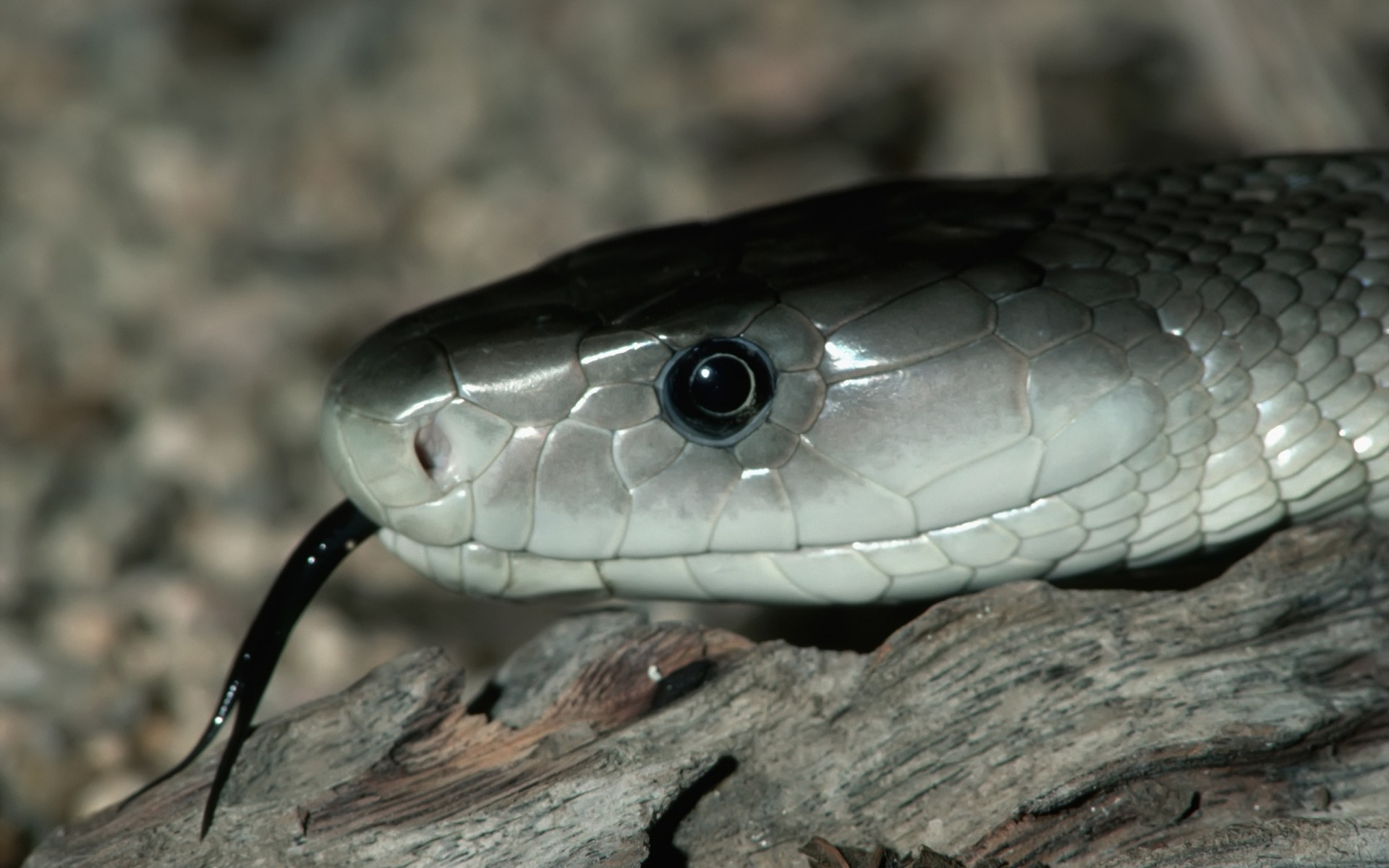 gady i żaby wąż gadzina przyroda jad viper natura jad boa zwierzę niebezpieczeństwo pyton kobra pustynia zimno jeden zoologia grzechotnik pet