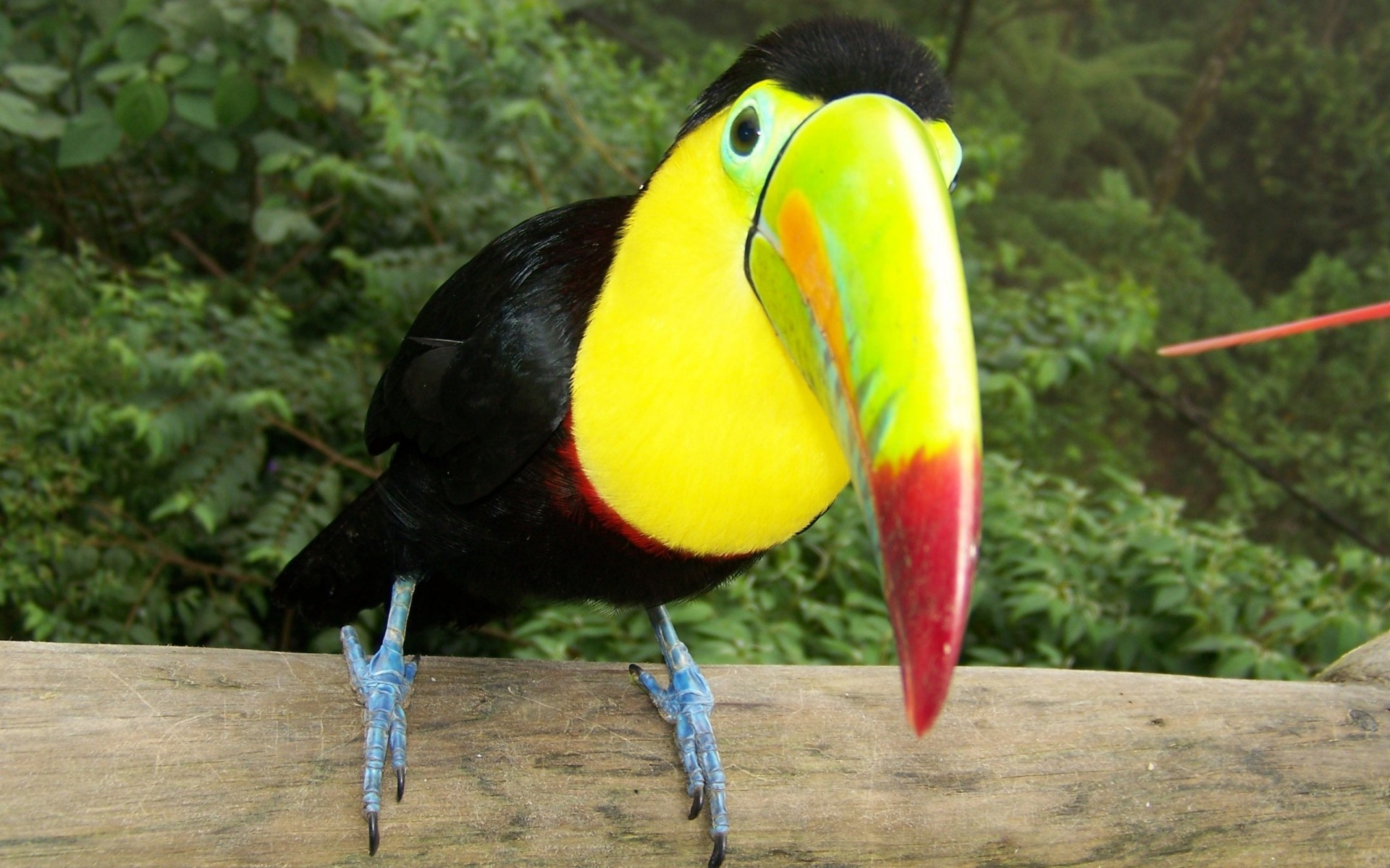 perroquet oiseau la faune tropical exotique nature à l extérieur zoo sauvage bec couleur bois animal