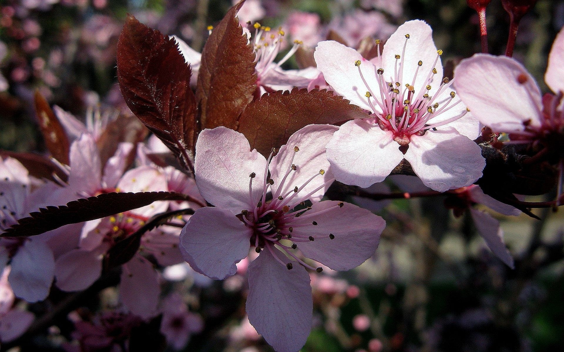 flowers flower cherry tree apple nature leaf branch flora garden outdoors bud petal growth blooming