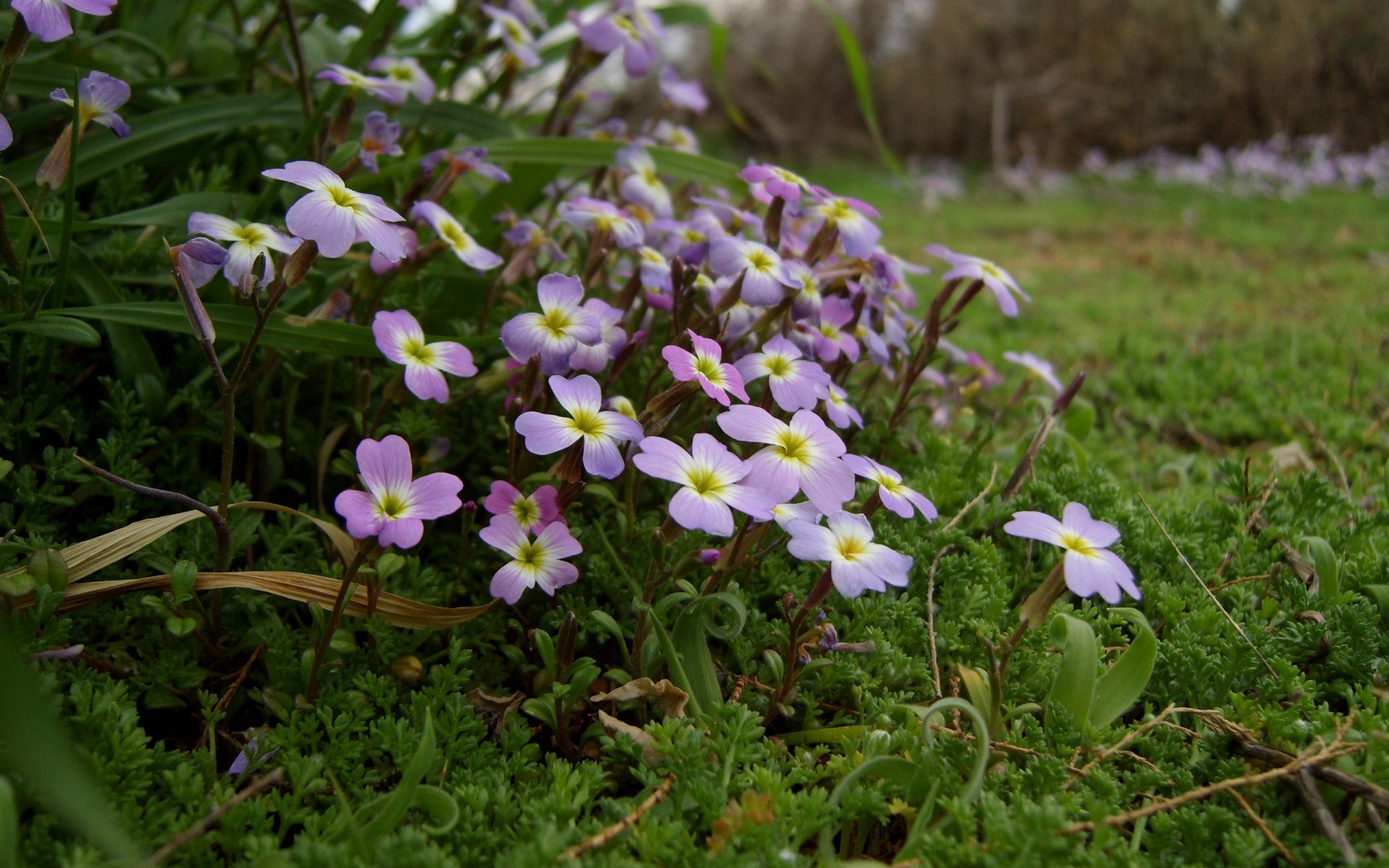 kwiaty kwiat natura flora bluming trawa liść lato kwiatowy płatek ogród dzikie pole sianokosy sezon kolor na zewnątrz wildflower wzrost park