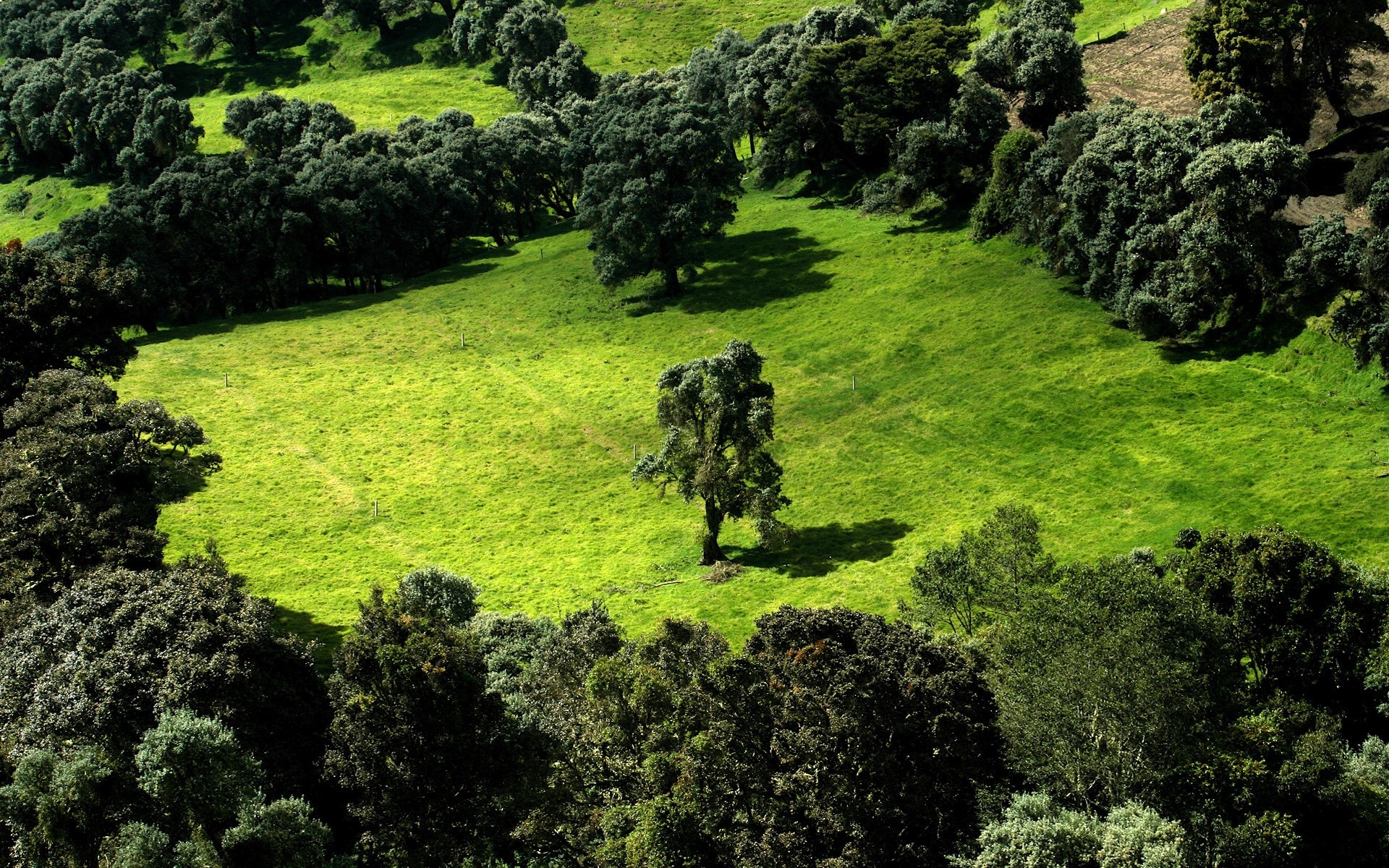 paesaggio natura paesaggio albero erba all aperto scenico collina estate flora legno viaggi foglia agricoltura parco ambiente campo campagna paesaggio fieno campo alberi verde