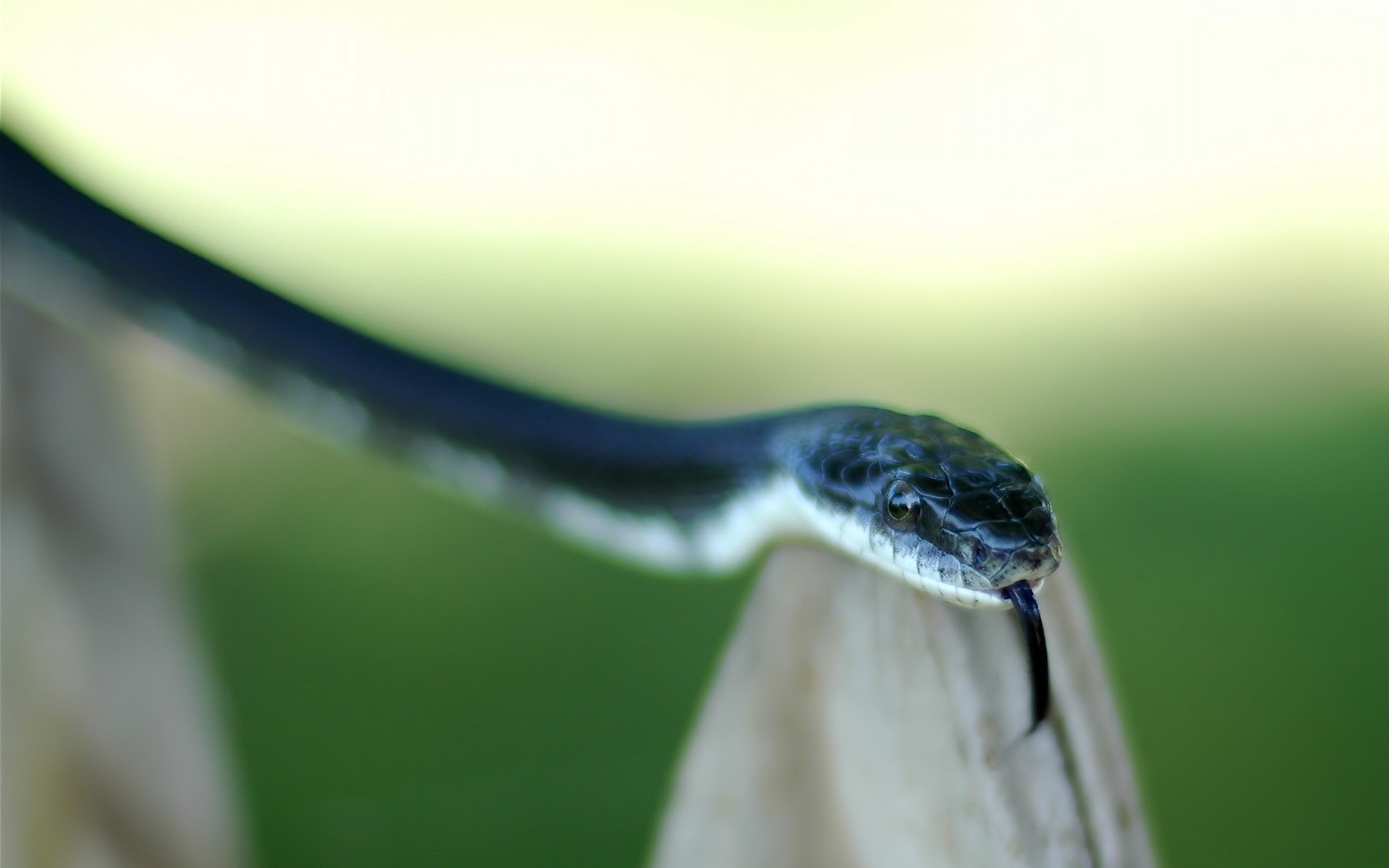 répteis e rãs natureza vida selvagem cobra ao ar livre chuva frio água gadget borrão um