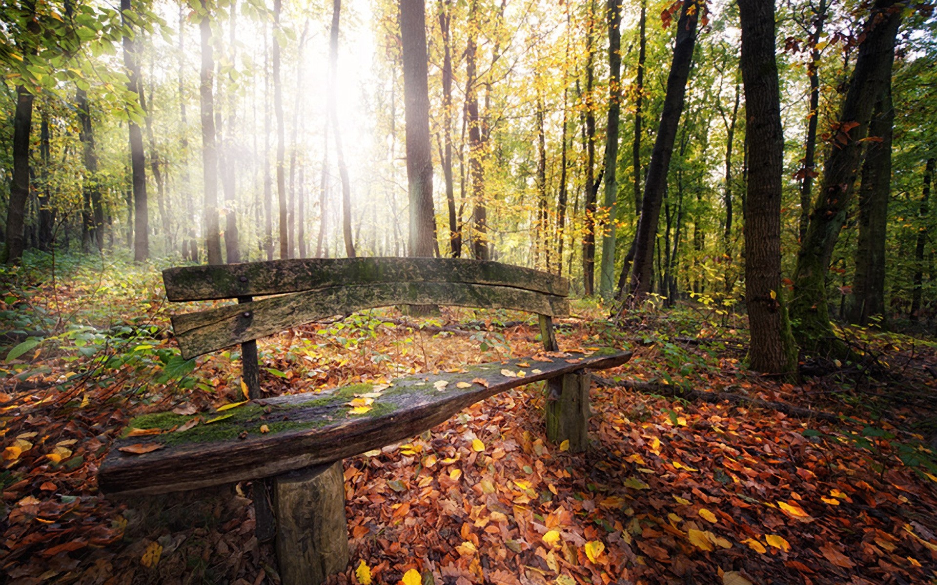 jesień drewno jesień liść park drzewo natura krajobraz sezon klon środowisko malownicze ławka buk przewodnik bujne światło dzienne dobra pogoda ścieżka krajobrazy