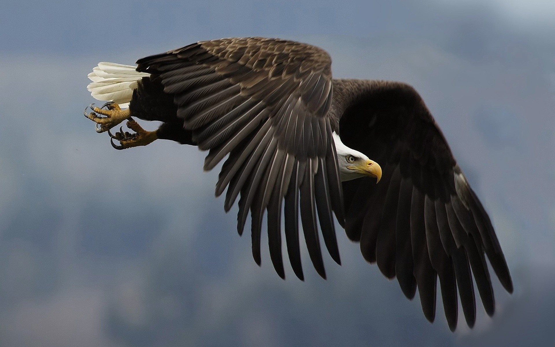 adler vogel raptor weißkopfseeadler wildtiere flug hock beute glatze falke im freien natur flügel tier ein falknerei