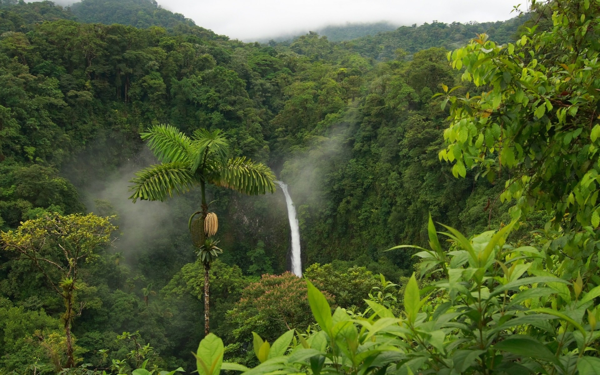 frühling regenwald tropisch natur holz holz blatt üppig landschaft dschungel im freien reisen sommer wasser berge flora landschaftlich umwelt regen wachstum