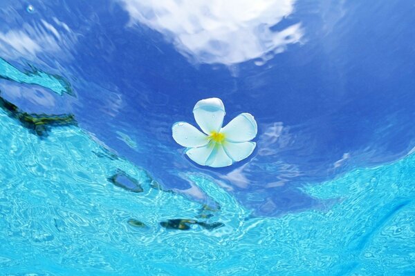 A flower in clear blue water