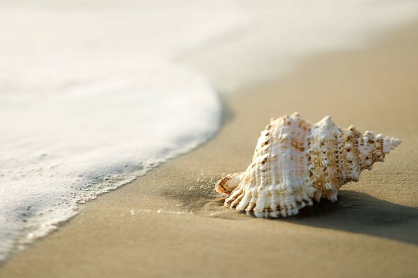 Schöne Muschel am Meer