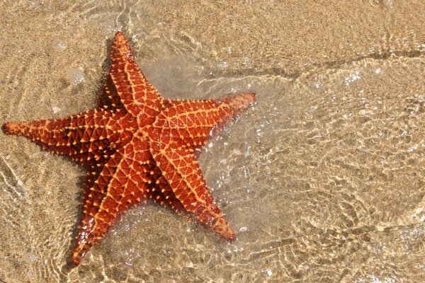 Estrella de mar en el agua en la playa