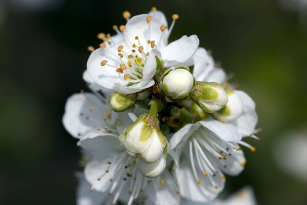 Cereza. Flores blancas. Es primavera