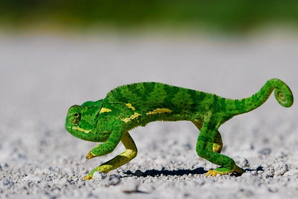 Lézards et autres reptiles dans la nature