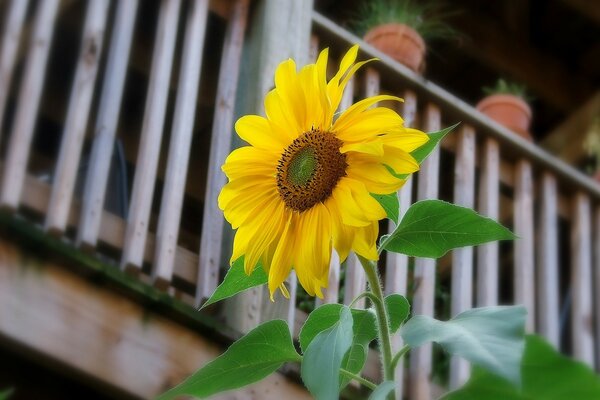 Bright sunny sunflower flower