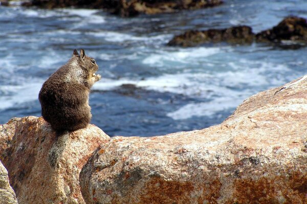 A wild hamster sitting alone on a boulder by the sea