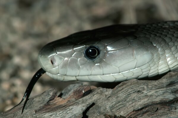 Primo piano della testa del serpente