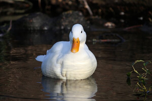 Sauvagine appelée canard