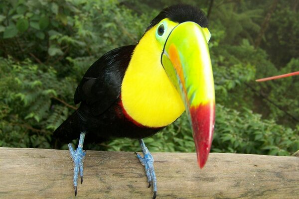 Exotischer Vogel mit großem Schnabel