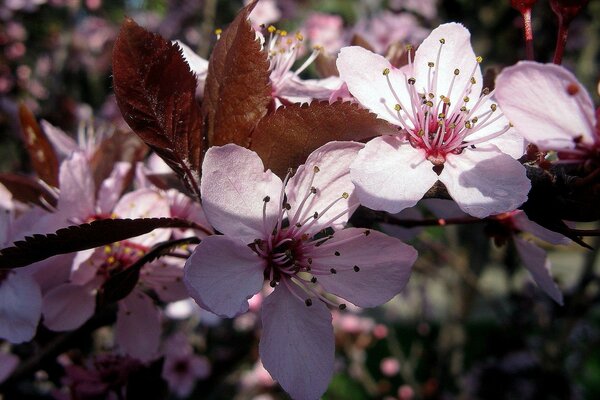 Flores de cerezo en primavera