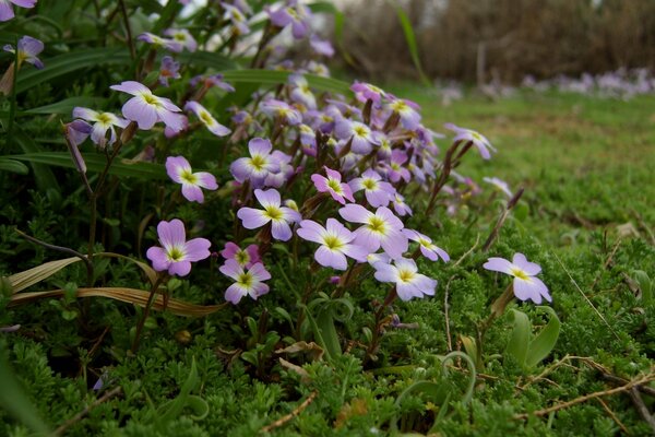 Flores púrpuras entre el musgo en un claro