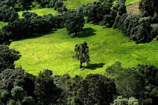 Bäume auf grünem Gras Hintergrund