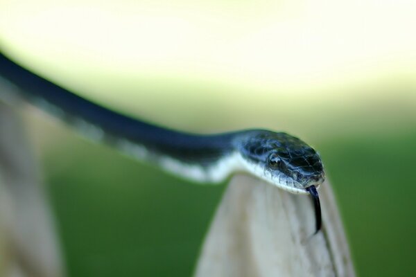 Serpientes al aire libre y en la naturaleza