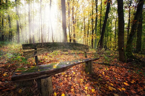 Wooden old bench in the autumn forest