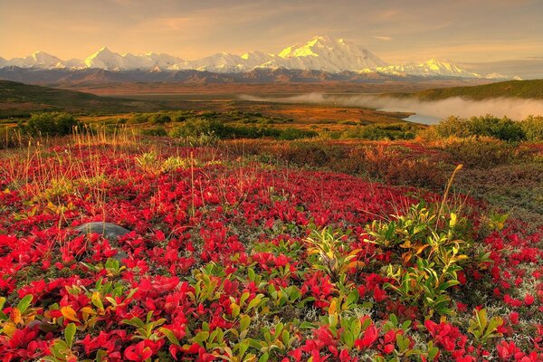आल्प्स की पृष्ठभूमि पर लाल फूलों का एक क्षेत्र