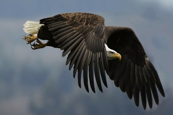 Bald eagle soars in the air