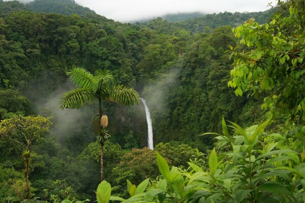 Waterfall in the middle of a tropical forest