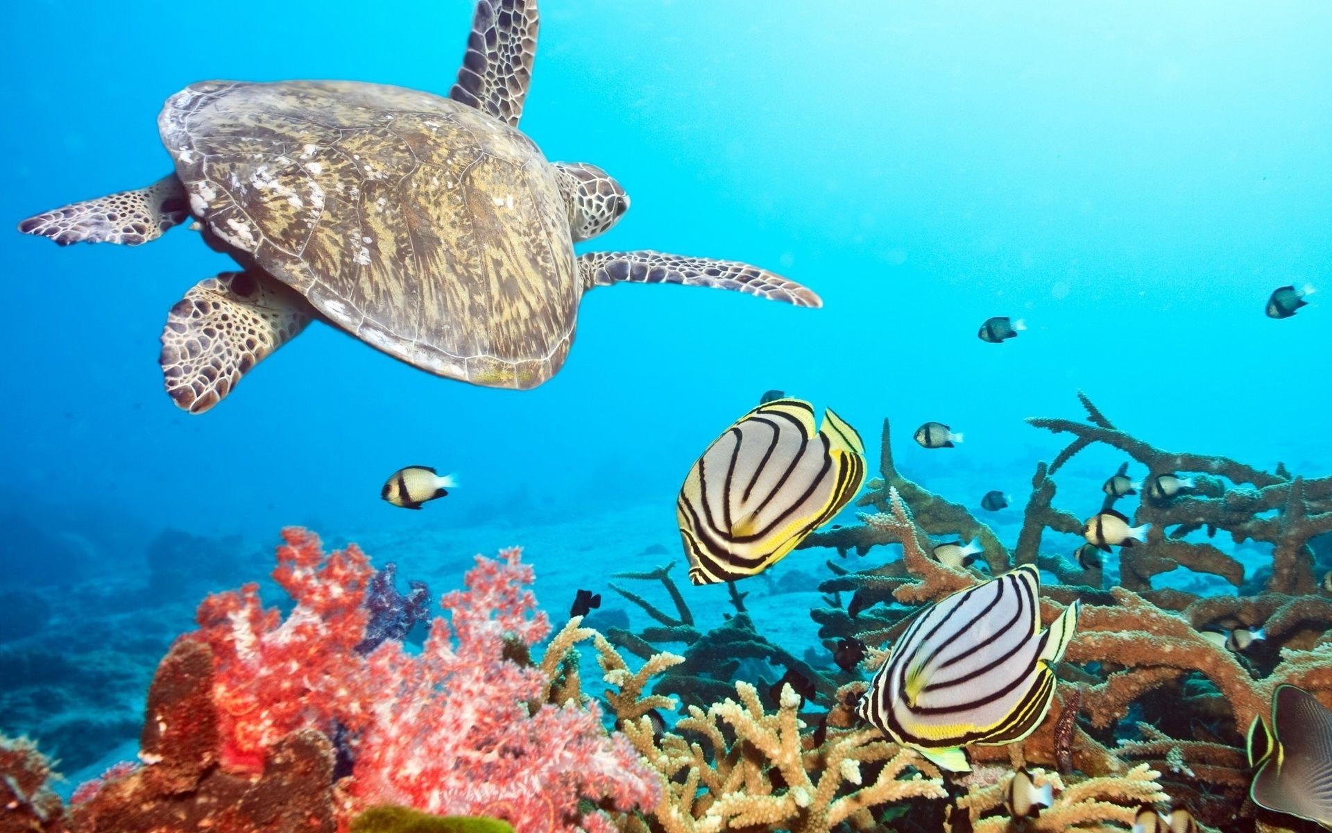 mar e oceano subaquático coral peixes mar recife submarino oceano tropical água fuzileiro naval snorkeling natação água água salgada mergulho ecossistemas mergulho invertebrados paisagem animal