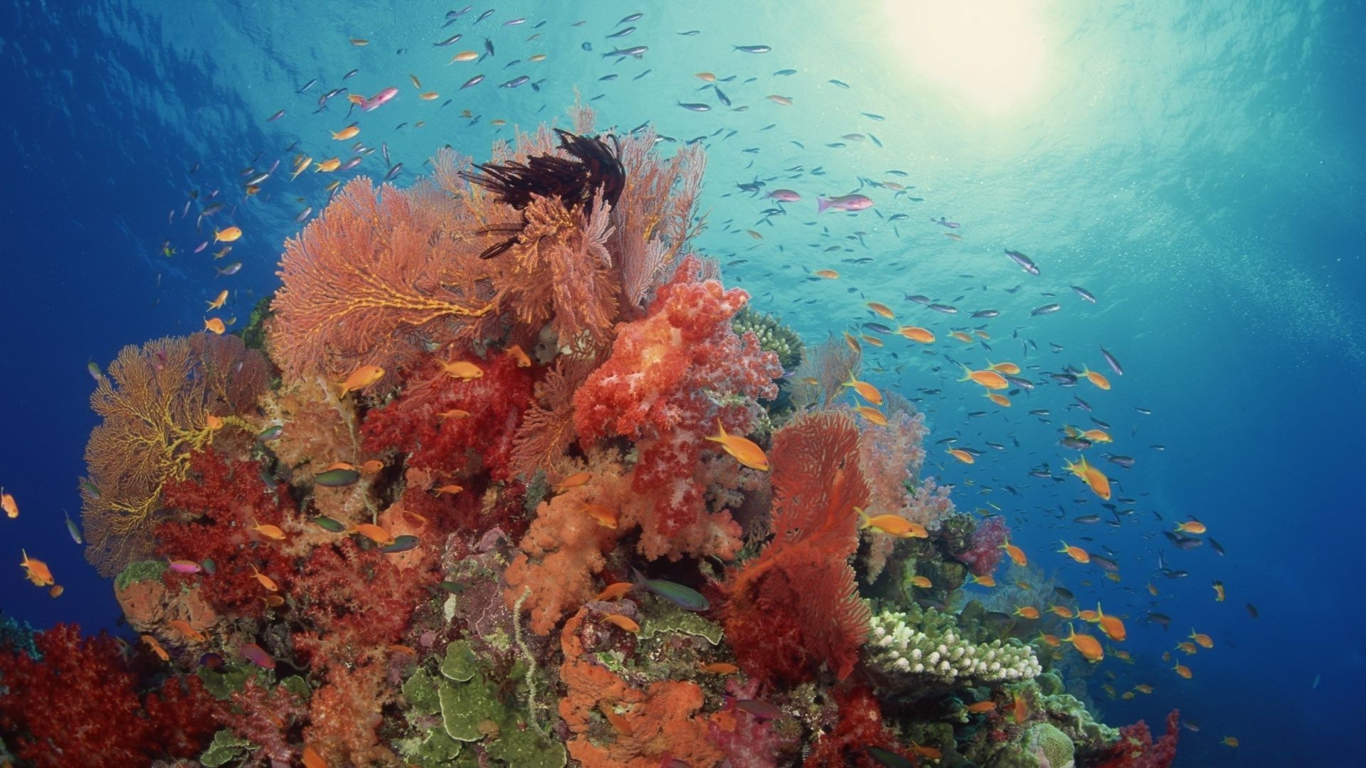 mar y océano submarino peces coral arrecife océano agua mar buceo paisaje buceo ecosistemas tropical marino snorkeling submarino sunbim acuático buceador agua salada