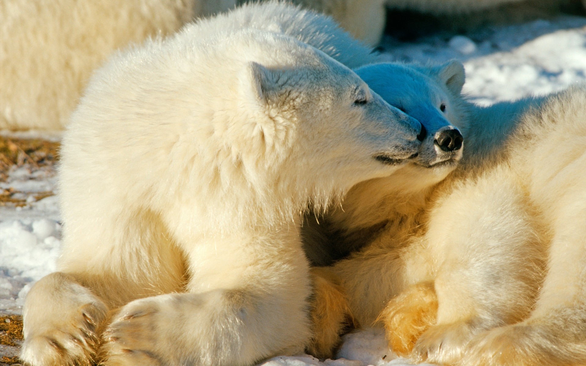 animais gelado vida selvagem mamífero natureza jardim zoológico animal pele fofa retrato inverno selvagem neve urso