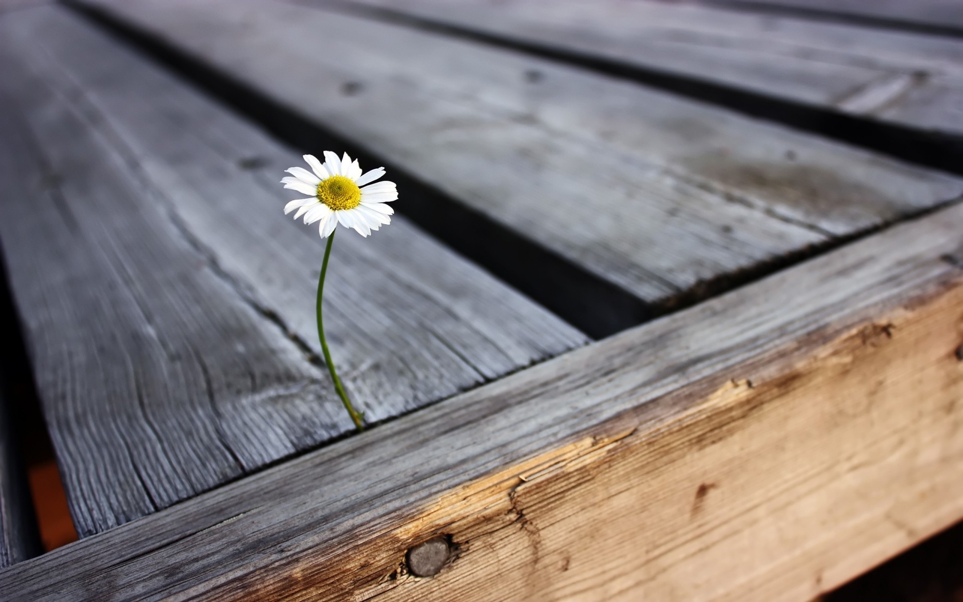 fiori legno legno tavola desktop natura vecchio rustico rivista tavolo vintage grano pavimento struttura colore fiore