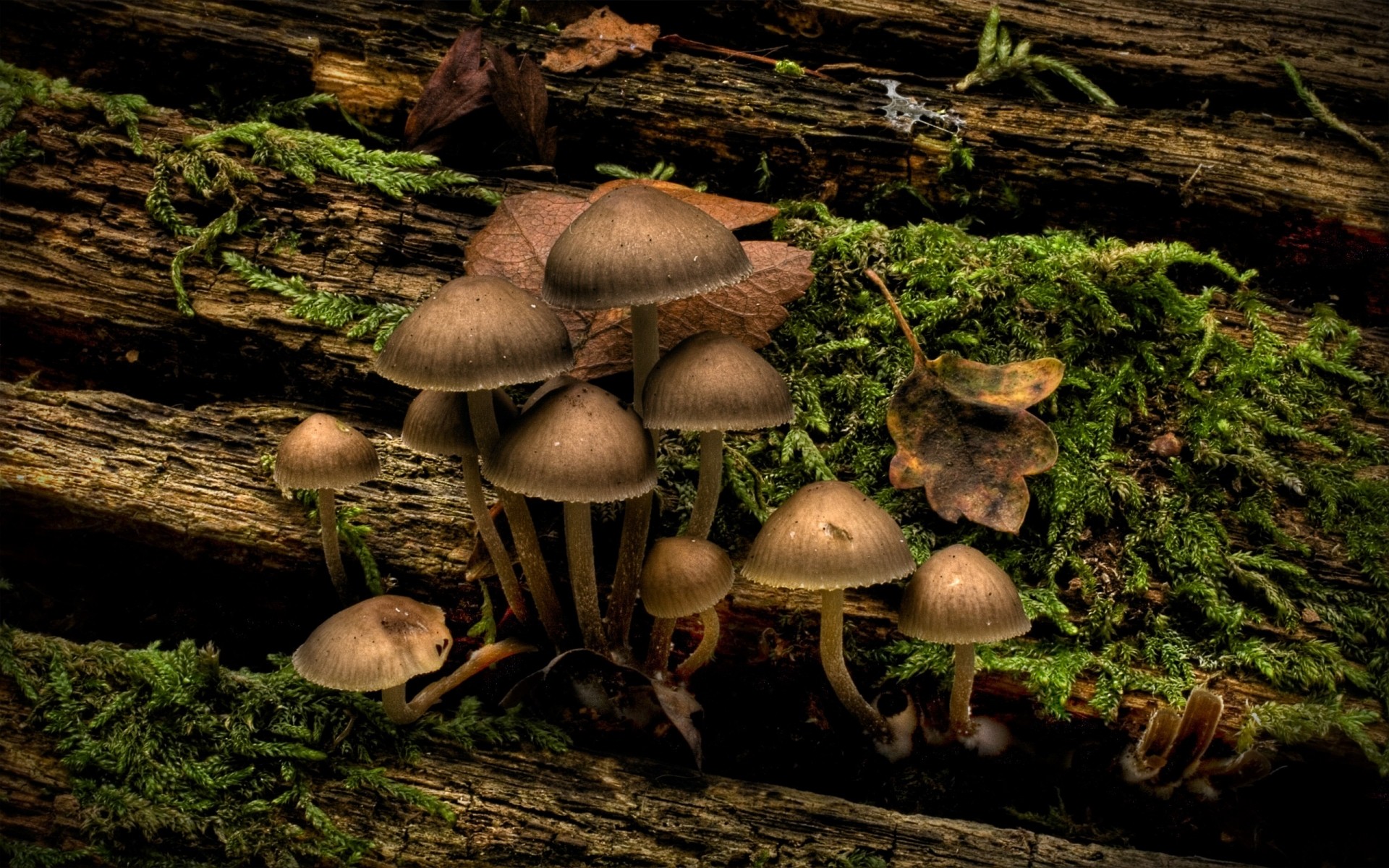 植物 真菌 蘑菇 苔藓 木材 毒菌 秋天 自然 牛肝菌 食用 野生 复盖 食物 孢子 毒药 户外 蔬菜 植物 日光 黑暗