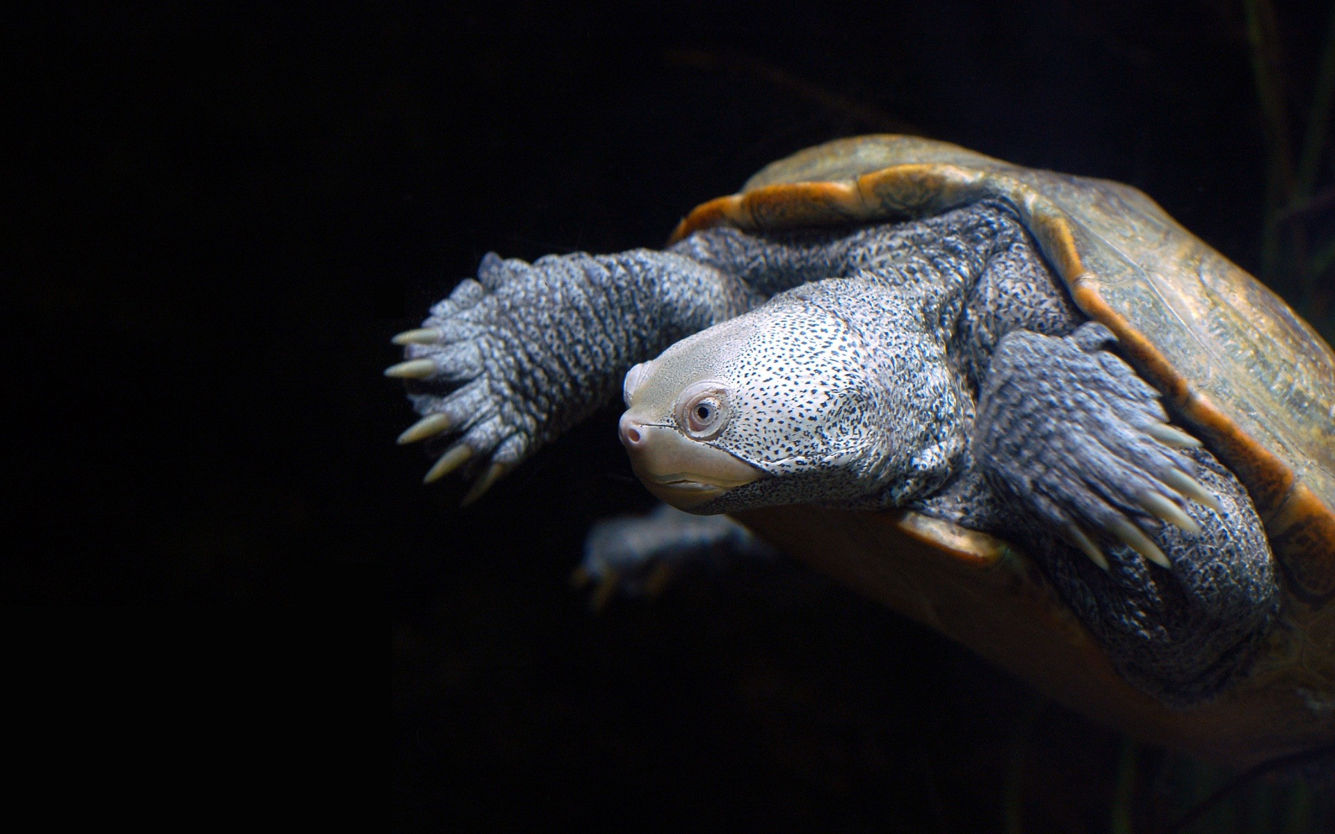 reptiles et grenouilles gazebo faune sous-marin tortue amphibien unique natation aquarium eau poissons animaux de compagnie nature