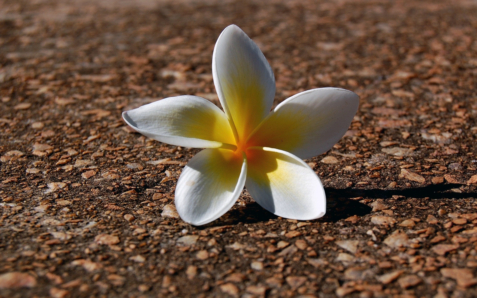 flores natureza flor tropical exóticas flora verão área de trabalho