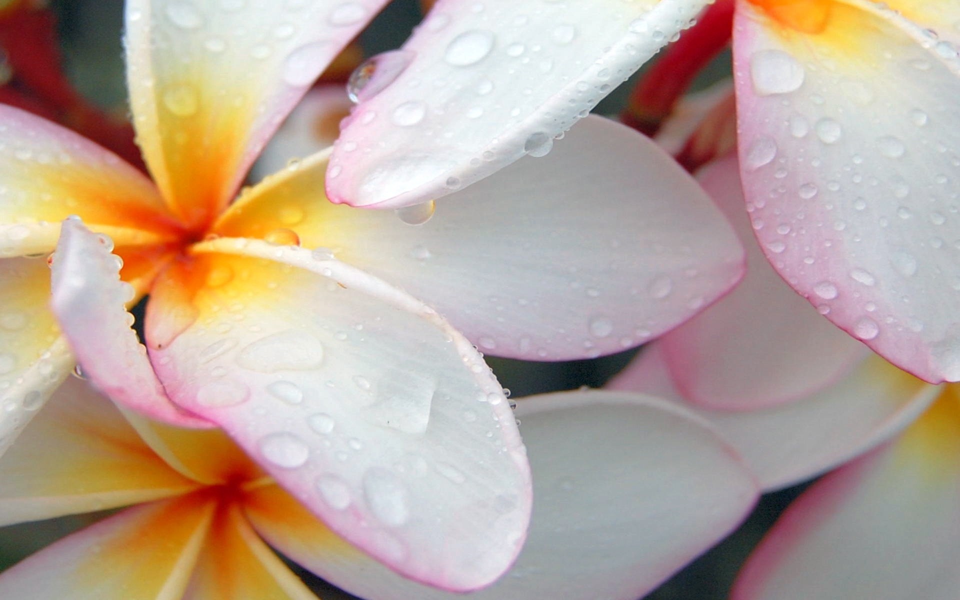 flowers flower frangipani plumeria tropical nature exotic aloha petal beautiful summer flora floral blooming leaf bright zen delicate garden color drops water